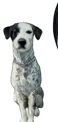 Camp dog — Salty