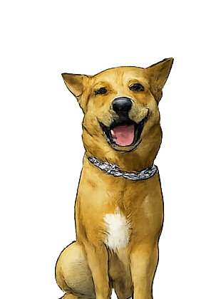 Camp dog — Mango